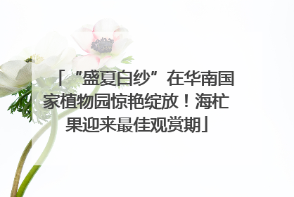 “盛夏白纱”在华南国家植物园惊艳绽放！海杧果迎来最佳观赏期