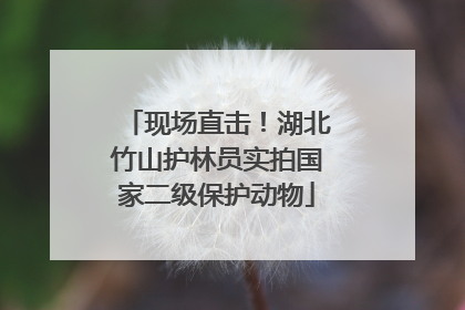 现场直击！湖北竹山护林员实拍国家二级保护动物
