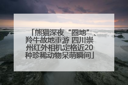熊猫深夜“圈地”、羚牛故地重游 四川崇州红外相机定格近20种珍稀动物呆萌瞬间