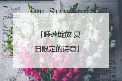 睡莲绽放 夏日限定的诗意