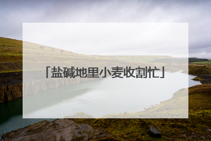 盐碱地里小麦收割忙