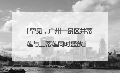 罕见，广州一景区并蒂莲与三蒂莲同时盛放