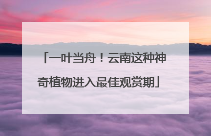 一叶当舟！云南这种神奇植物进入最佳观赏期