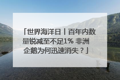 世界海洋日丨百年内数量锐减至不足1% 非洲企鹅为何迅速消失？