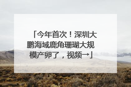 今年首次！深圳大鹏海域鹿角珊瑚大规模产卵了，视频→