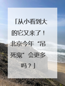 从小看到大的它又来了！北京今年“吊死鬼”会更多吗？