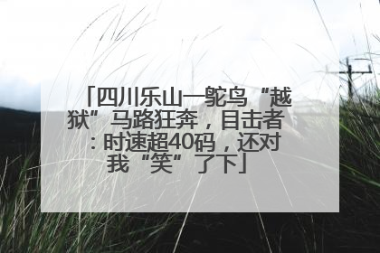 四川乐山一鸵鸟“越狱”马路狂奔，目击者：时速超40码，还对我“笑”了下