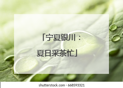 宁夏银川：夏日采茶忙