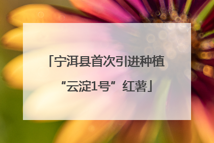 宁洱县首次引进种植“云淀1号”红薯