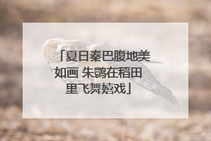 夏日秦巴腹地美如画 朱鹮在稻田里飞舞嬉戏