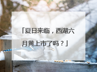 夏日来临，西湖六月黄上市了吗？