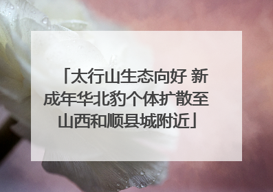 太行山生态向好 新成年华北豹个体扩散至山西和顺县城附近