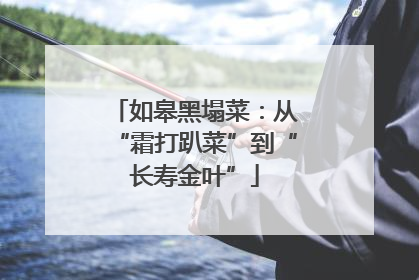 如皋黑塌菜：从“霜打趴菜”到“长寿金叶”