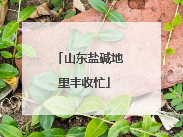 山东盐碱地里丰收忙
