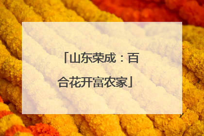 山东荣成：百合花开富农家