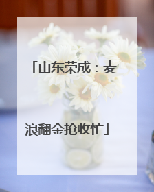 山东荣成：麦浪翻金抢收忙