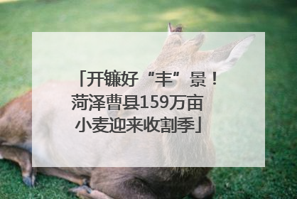 开镰好“丰”景！菏泽曹县159万亩小麦迎来收割季