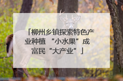 柳州乡镇探索特色产业种植 “小水果”成富民“大产业”