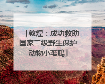 敦煌：成功救助国家二级野生保护动物小苇鳽