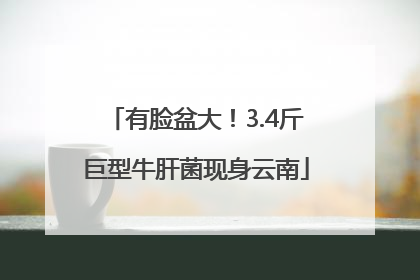 有脸盆大！3.4斤巨型牛肝菌现身云南