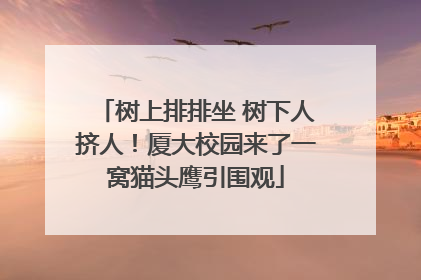 树上排排坐 树下人挤人！厦大校园来了一窝猫头鹰引围观