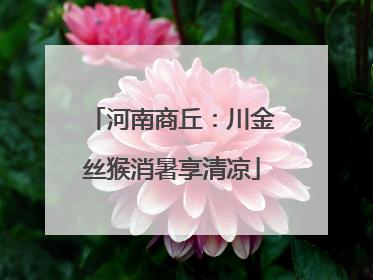河南商丘：川金丝猴消暑享清凉