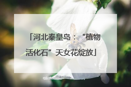 河北秦皇岛：“植物活化石”天女花绽放