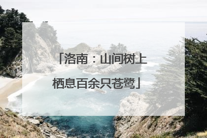 洛南：山间树上栖息百余只苍鹭