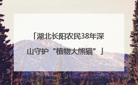 湖北长阳农民38年深山守护“植物大熊猫”