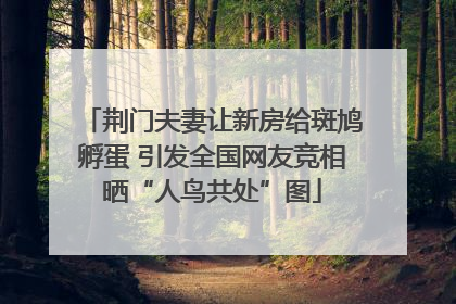 荆门夫妻让新房给斑鸠孵蛋 引发全国网友竞相晒“人鸟共处”图