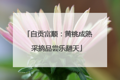 自贡富顺：黄桃成熟 采摘品尝乐翻天