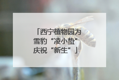 西宁植物园为雪豹“凌小蛰”庆祝“新生”