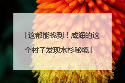 这都能找到！威海的这个村子发现水杉秘境
