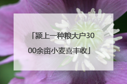 颍上一种粮大户3000余亩小麦喜丰收