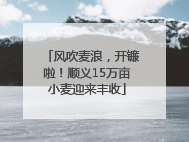 风吹麦浪，开镰啦！顺义15万亩小麦迎来丰收