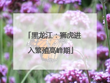 黑龙江：狮虎进入繁殖高峰期